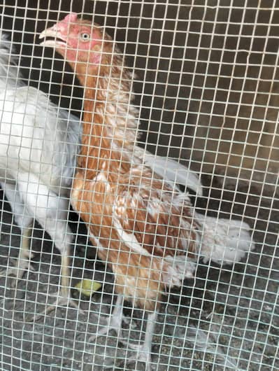 qandhari cross female for sale
