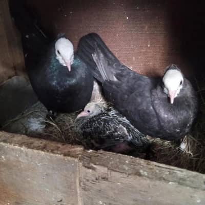 Black muki kabootar breeder pair with chicks for sell