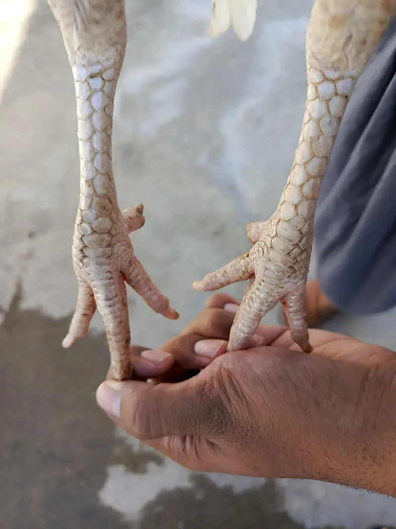 Aseel mianwali price Kam hojye gi — photo 3