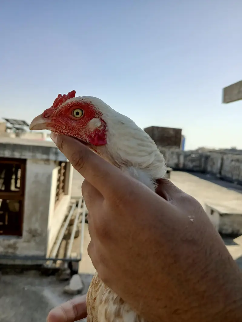 Aseel mianwali price Kam hojye gi — photo 4