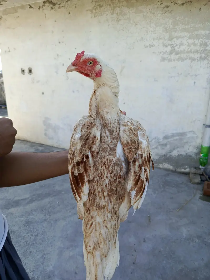 Aseel mianwali price Kam hojye gi — photo 5