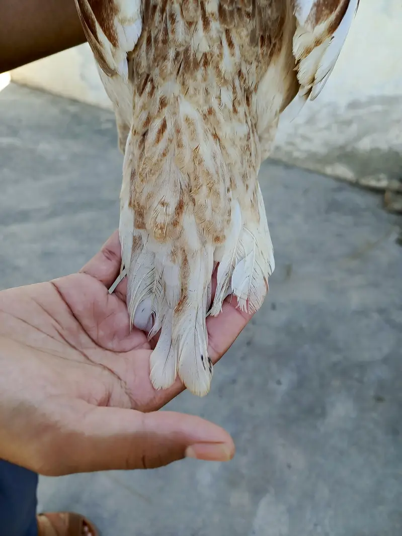Aseel mianwali price Kam hojye gi — photo 6