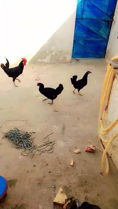 Astrlop eggs laying hens