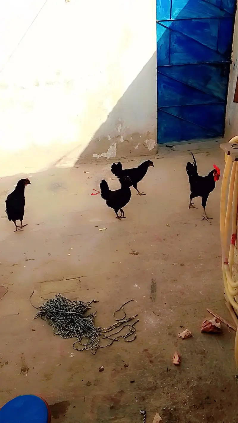 Astrlop eggs laying hens — photo 2