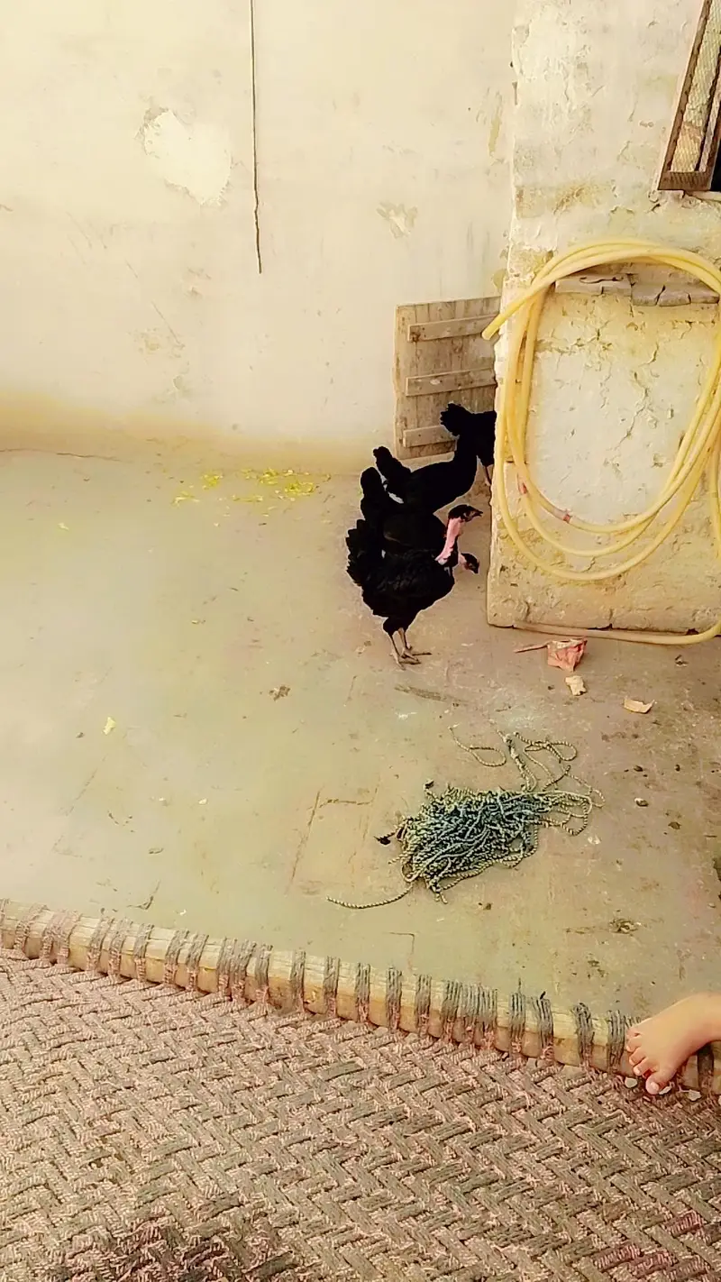 Astrlop eggs laying hens — photo 3