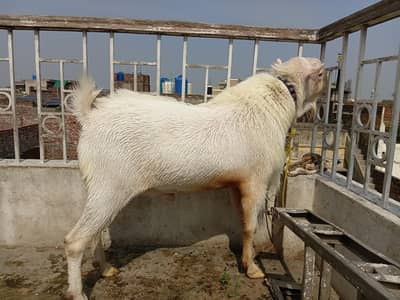 Bakra for sale