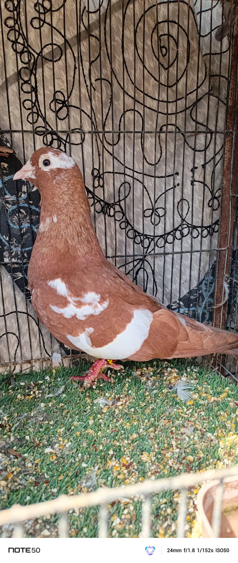 rangeen piar 5