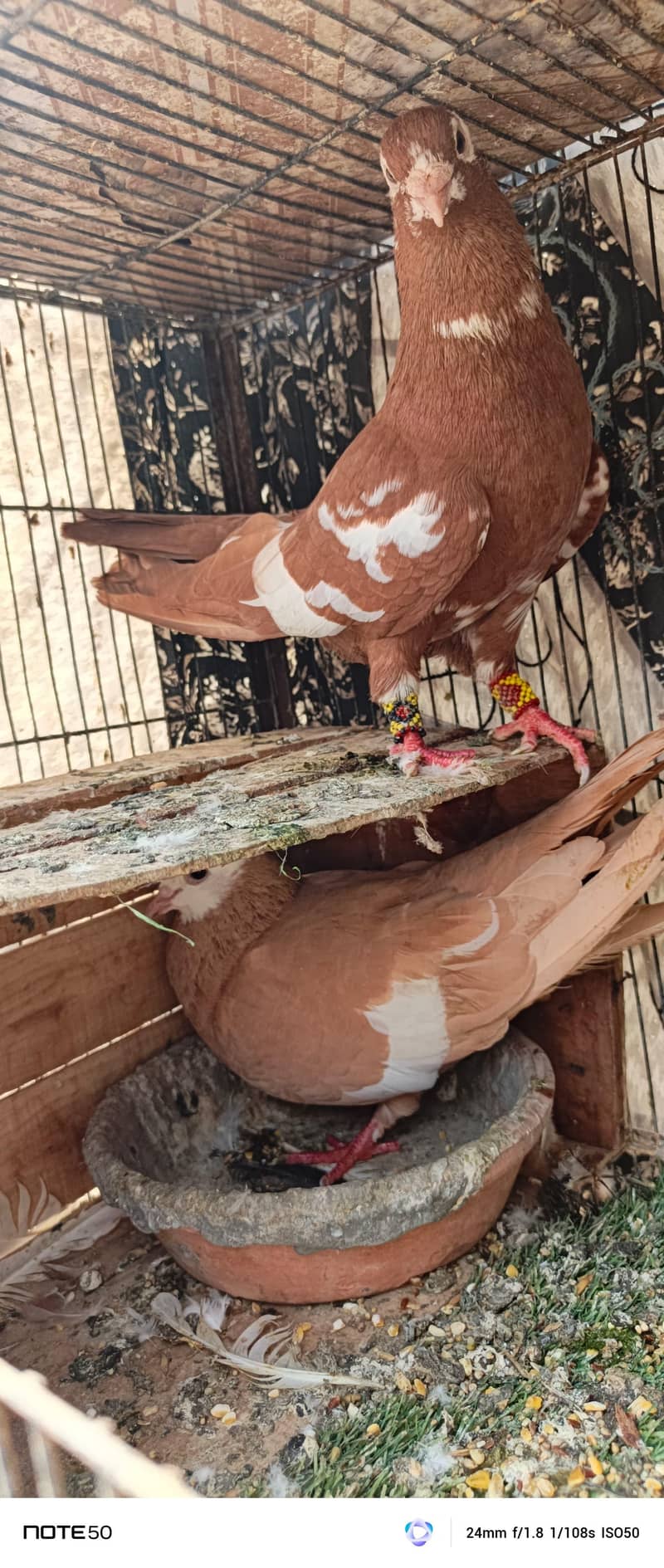 rangeen piar 6