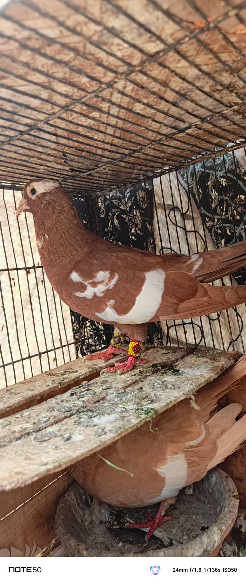 rangeen piar 8