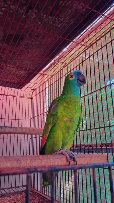 Amazon Blue Fronted Pair