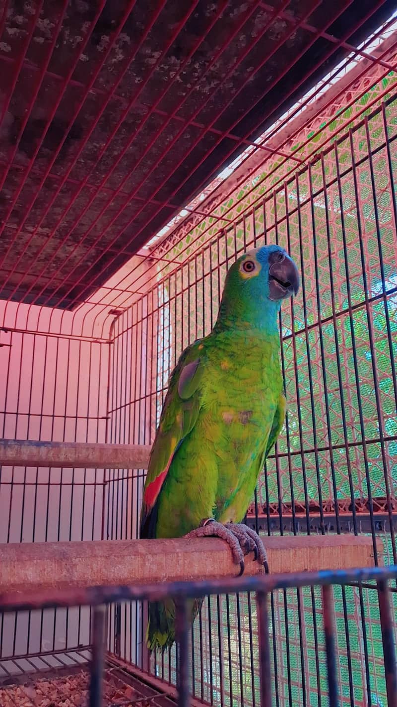 Amazon Blue Fronted Pair 0