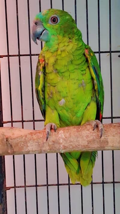 Amazon Blue Fronted Female