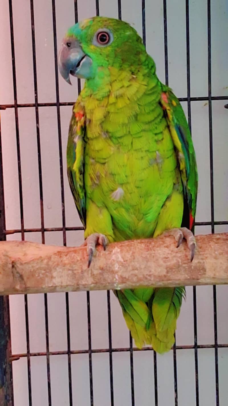 Amazon Blue Fronted Pair 2