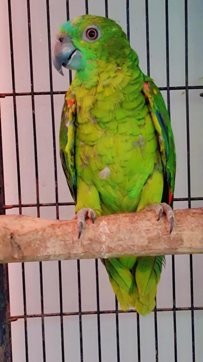 Amazon Blue Fronted Pair — photo 3