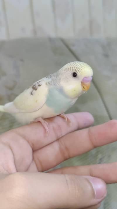 Hand Tamed Budgue proper fully Tamed Bite free