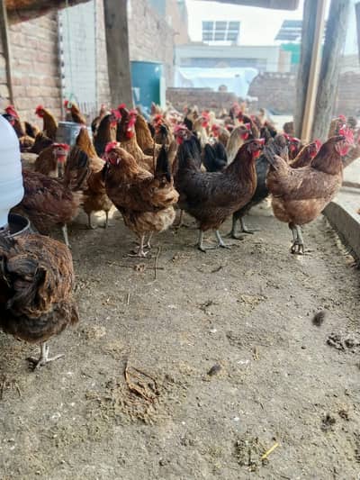 Golden Misri || Desi hens || Golden Misri Anday || Hens For Sale