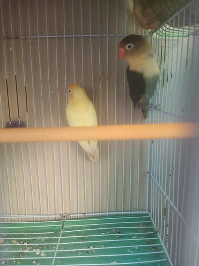 Love bird