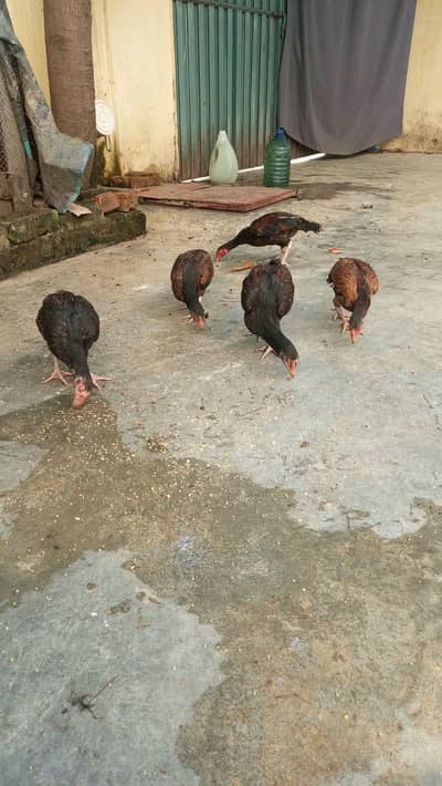 3 Aseel pathy or 2 pathya