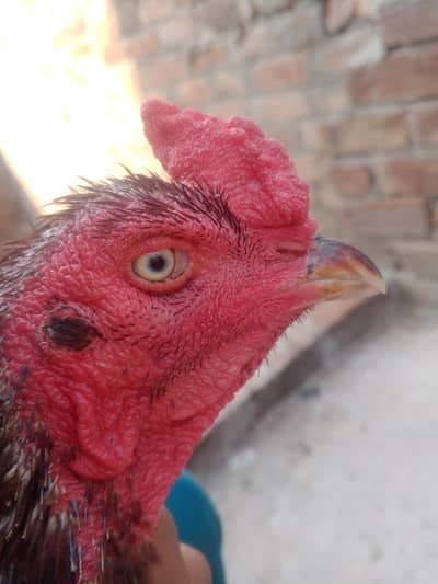 aseel murga kamaliy breed