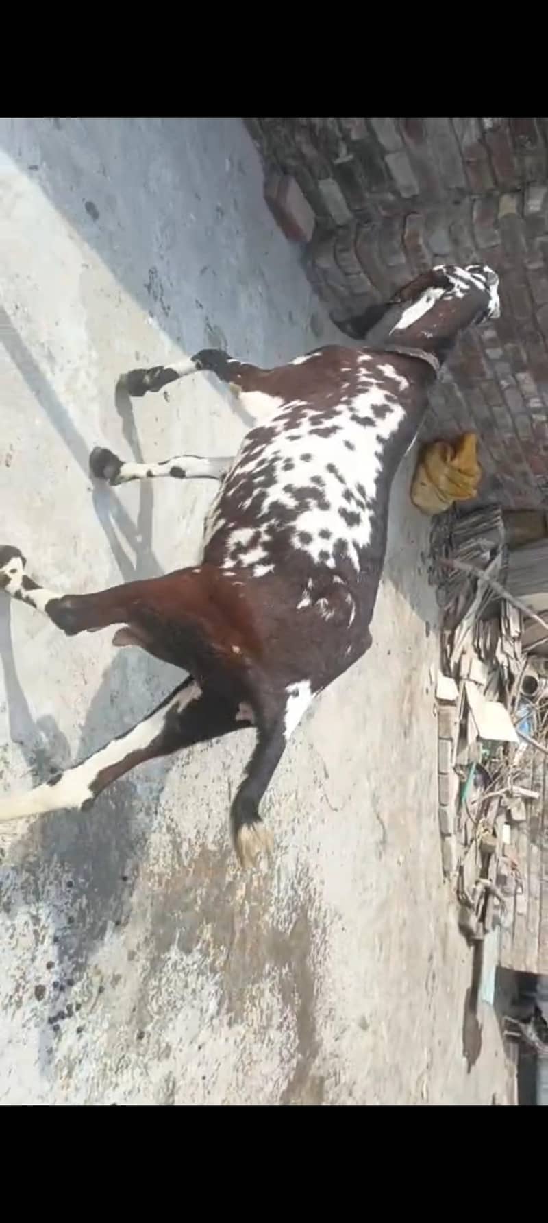 goats 3