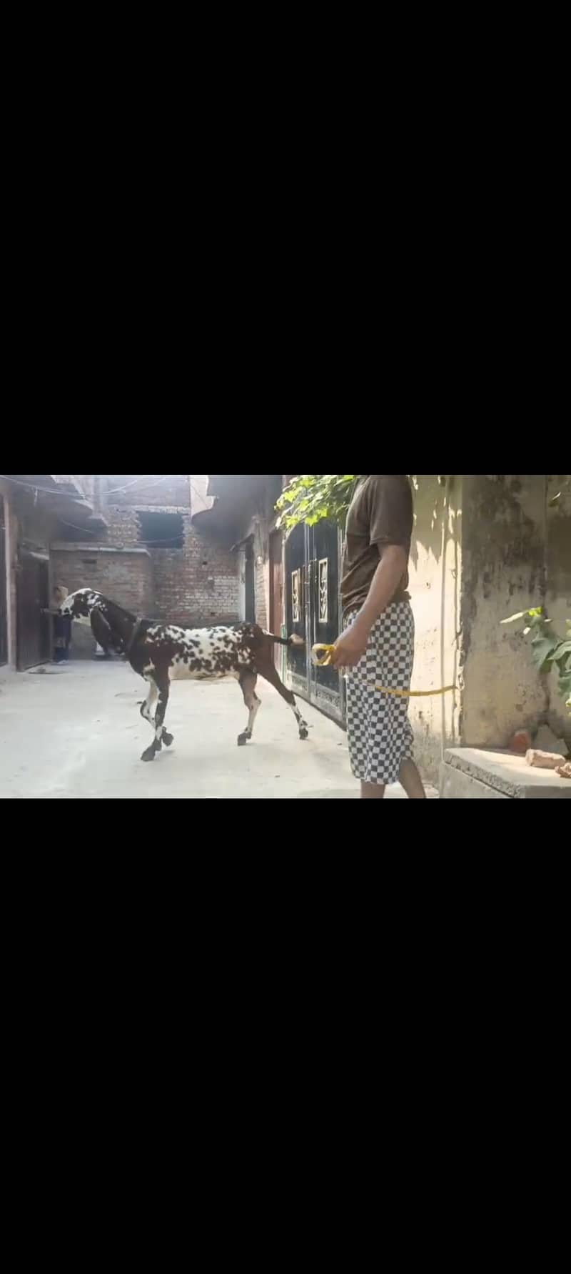 goats 6