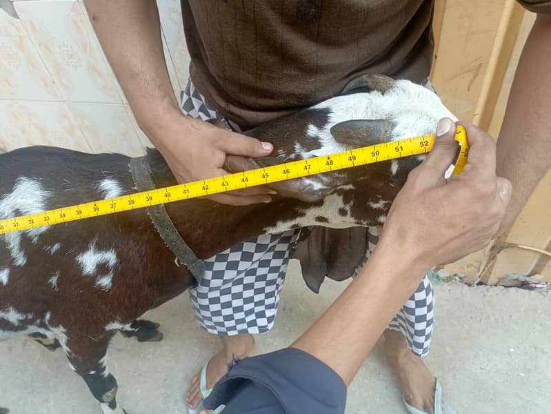 goats 7