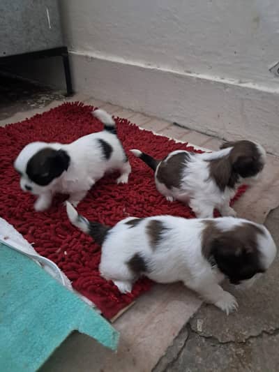 shihtzu