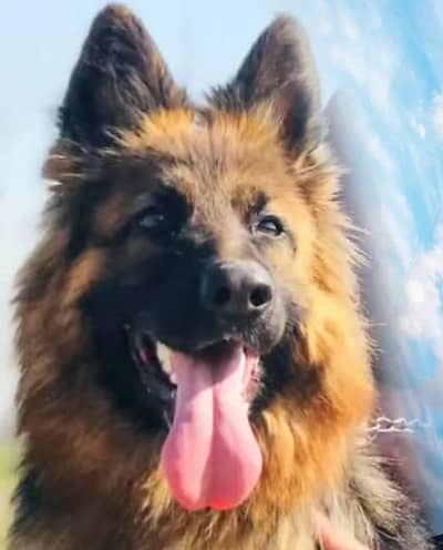 PGSDC Pink Pedigree German Shepherd Female - Long Stock Hair