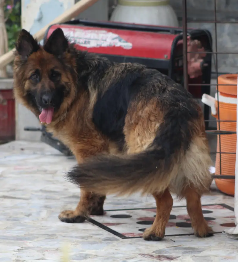 PGSDC Pink Pedigree German Shepherd Female - Long Stock Hair — photo 2