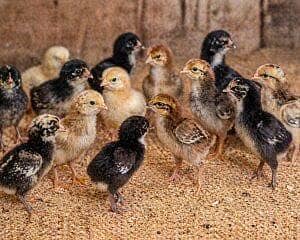 Mian wali lasani Aseel Thai Aseel all chicks available