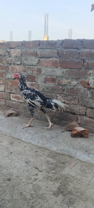 Aseel urgent sale 2 patha ha 10k