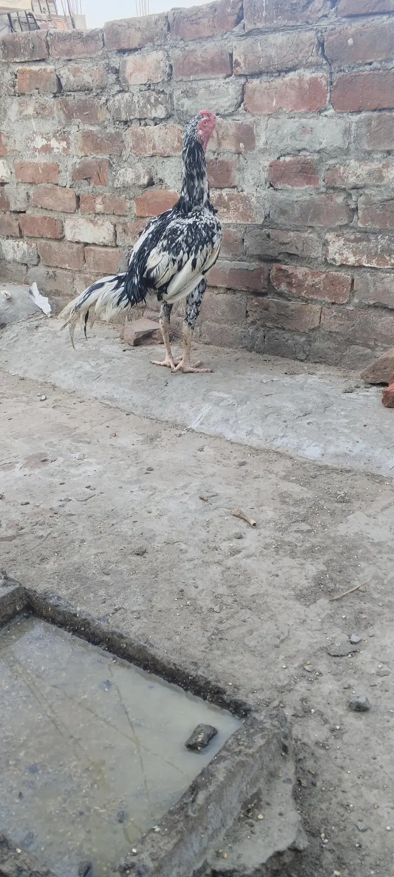 Aseel urgent sale 2 patha ha 10k — photo 3