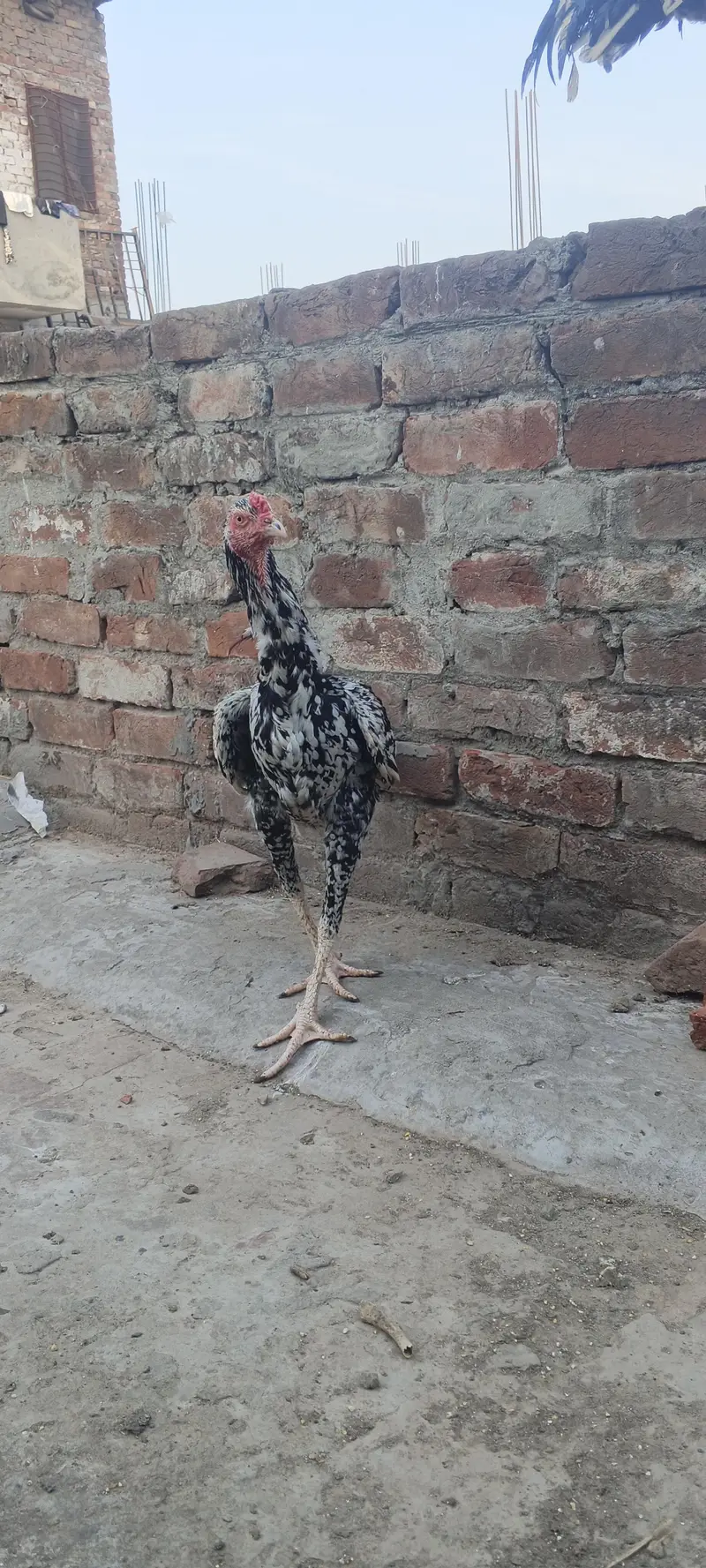 Aseel urgent sale 2 patha ha 10k — photo 4