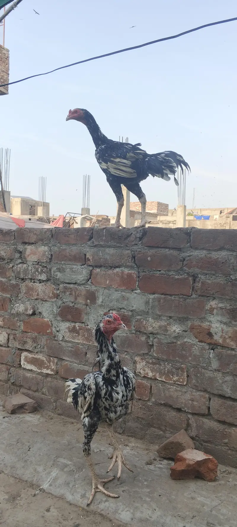 Aseel urgent sale 2 patha ha 10k — photo 5
