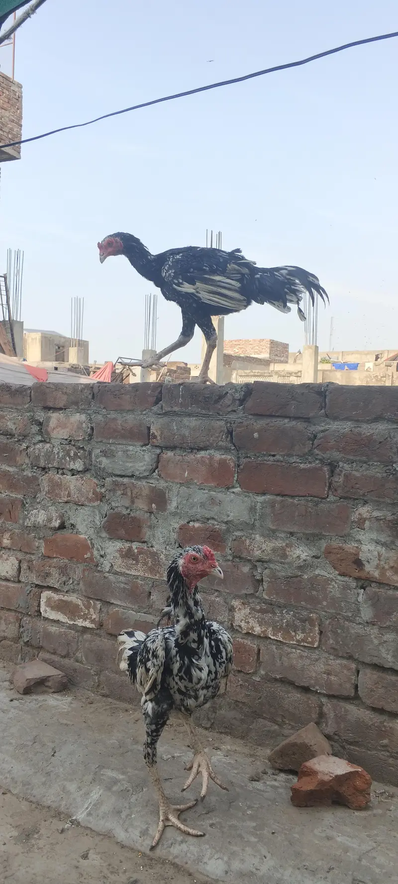 Aseel urgent sale 2 patha ha 10k — photo 6