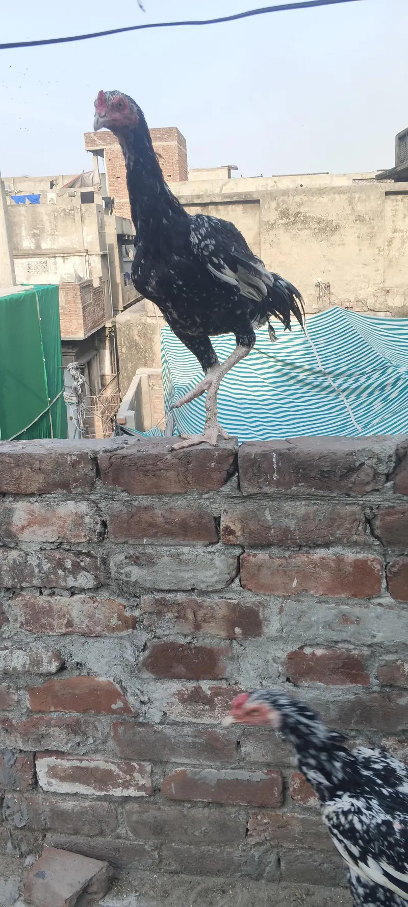 Aseel urgent sale 2 patha ha 10k — photo 9