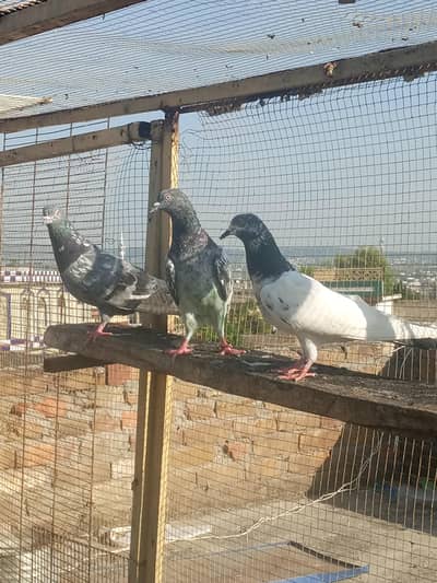 3 female