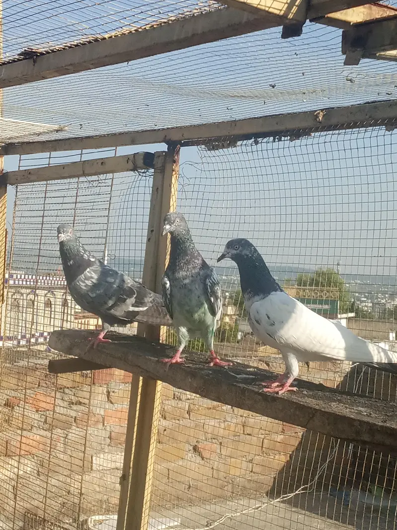 3 female — photo 2