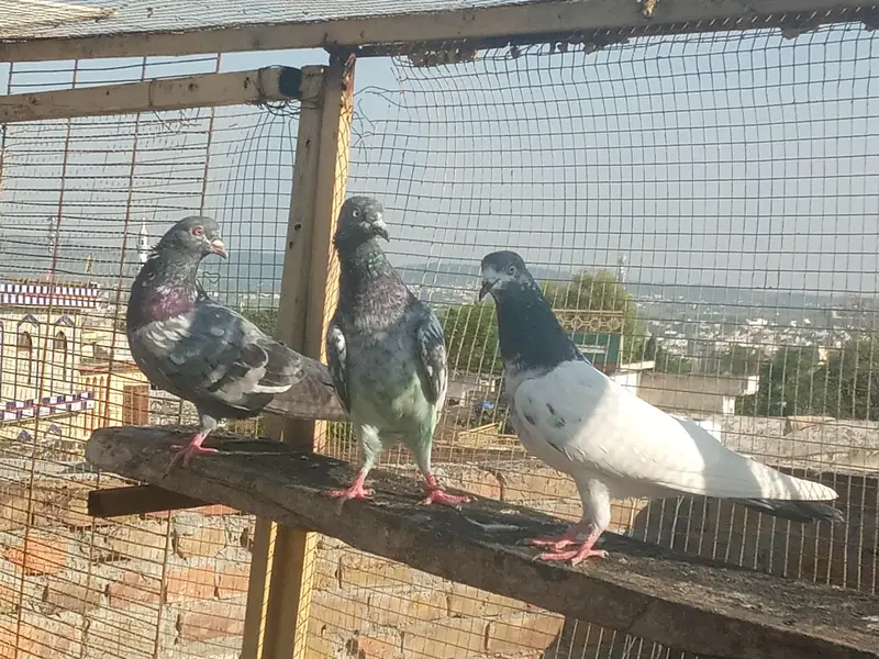 3 female — photo 3