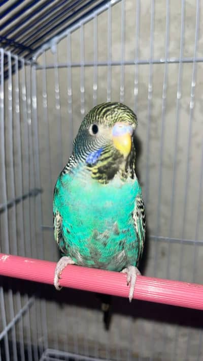 Black face budgie rare breed