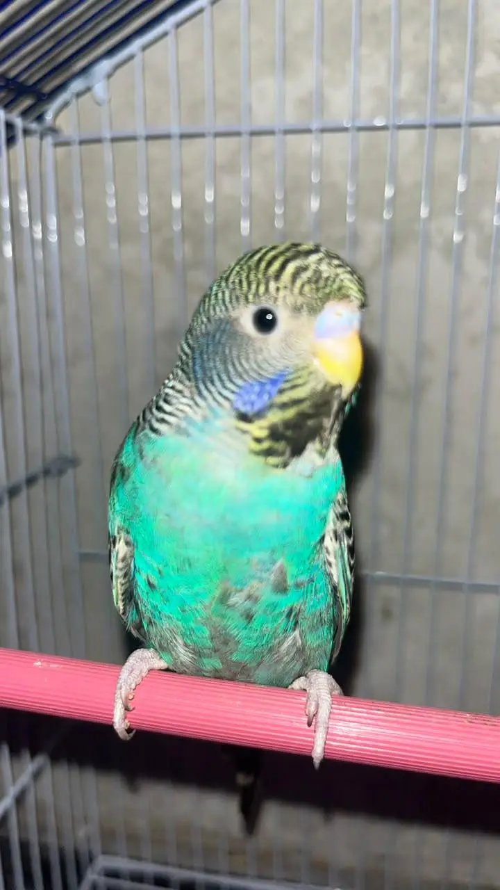 Black face budgie rare breed — photo 2