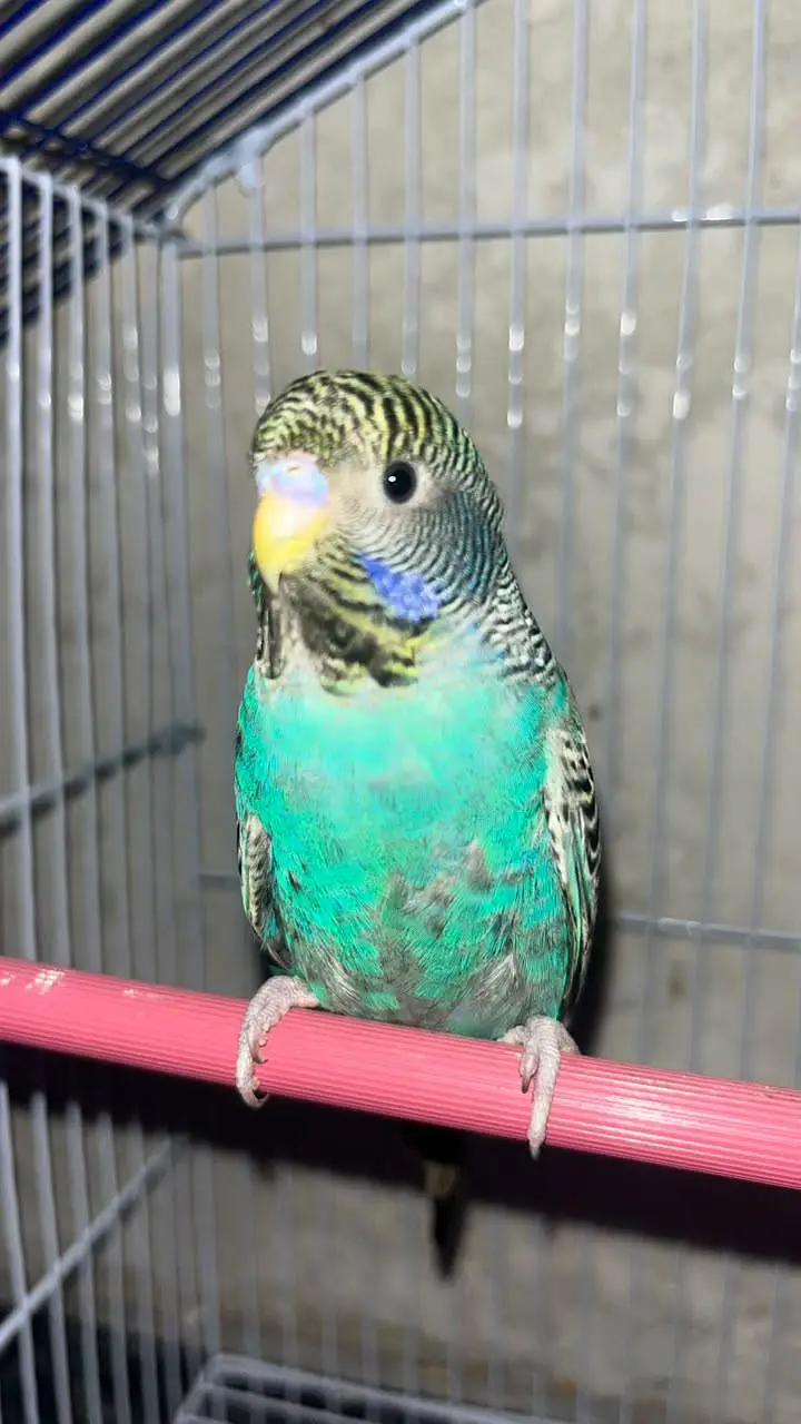Black face budgie rare breed — photo 3