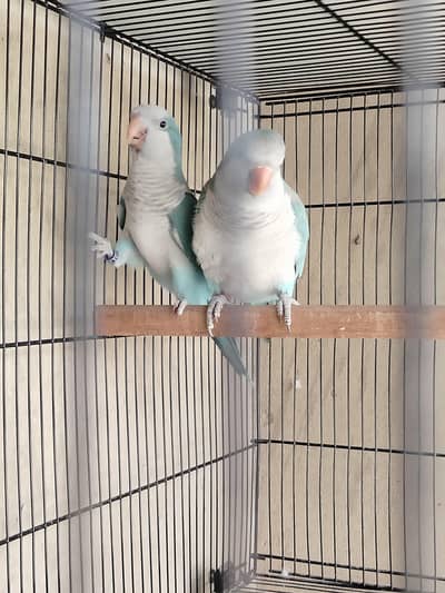 Blue monk DNA tested breeder pair urgent sale 52k