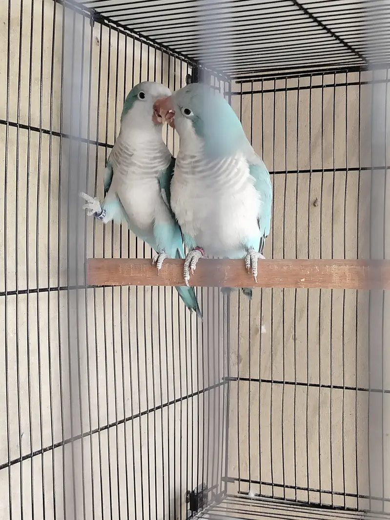 Blue monk DNA tested breeder pair urgent sale 52k — photo 2