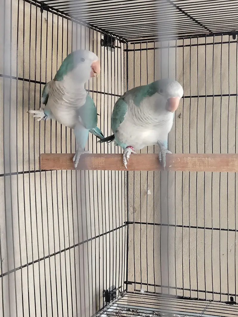 Blue monk DNA tested breeder pair urgent sale 52k — photo 3