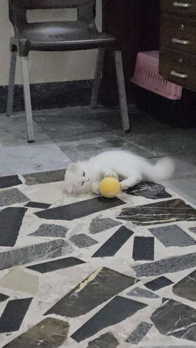 Persian Kitten white kittens double coat kitten 3 months age