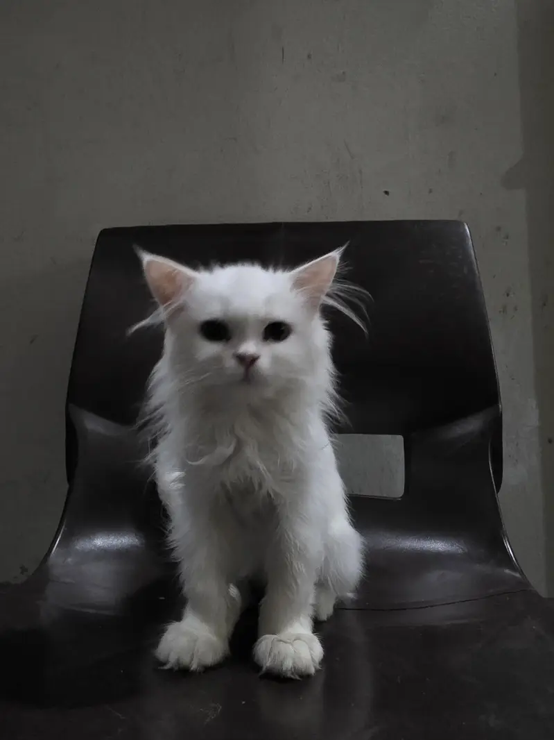 Persian Kitten white kittens double coat kitten 3 months age — photo 2
