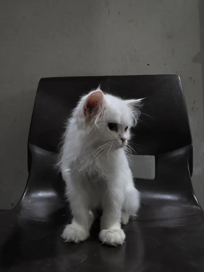 Persian Kitten white kittens double coat kitten 3 months age — photo 3