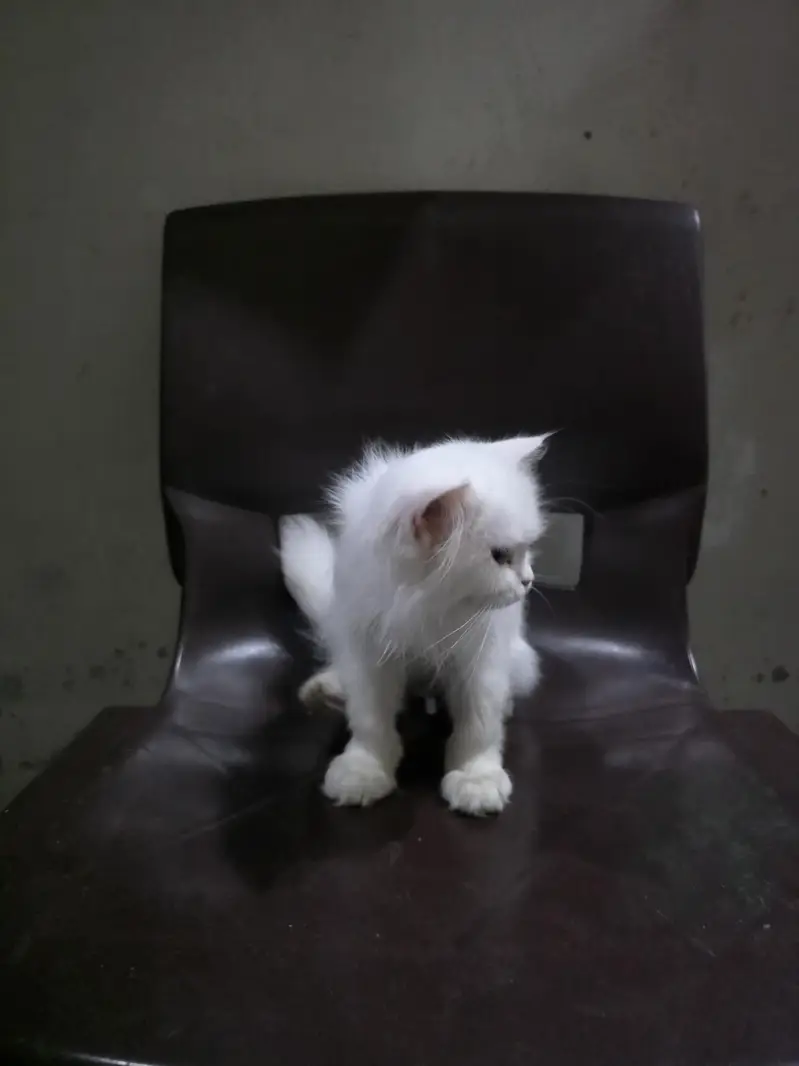 Persian Kitten white kittens double coat kitten 3 months age — photo 4