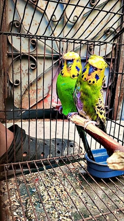 Green created male or back frill female pair for sale
